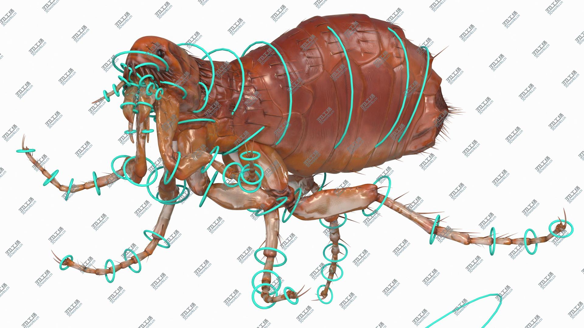 images/goods_img/202104093/3D Flea Insect Rigged model/5.jpg